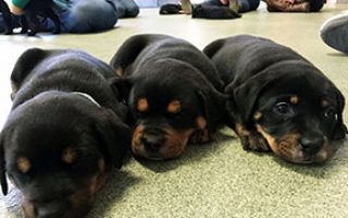 Supporting Programs and Puppies